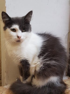 🔹 Vardas - PIKA.
🔹 Amžius - apie 2 -3 metus.
🔹 Panevėžys.
Katytė pas mus atvyko iš Pasvalio miesto, tai rami, gera, meili katytė Ilgesnio plauko gražuolė.
Šiek tiek kuklinasi, kai mato naują žmogų, bet paėmus į rankas, ar paglosčius, tuoj pradeda murkti. Labai greitai priprastu prie naujų namų.
Sterilizuota, paskiepyta. Tel. +370 678 46174